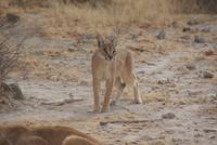 Karakal  &ndash; &copy; Susanne Schirmann (Eberhardt TRAVEL)