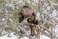 Leopardenbeute &ndash; &copy; Susanne Schirmann (Eberhardt TRAVEL)