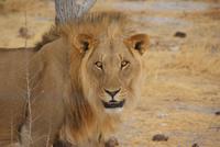 Lionking &ndash; &copy; Susanne Schirmann (Eberhardt TRAVEL)