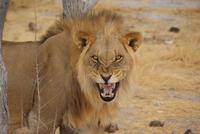 König der Löwen &ndash; &copy; Susanne Schirmann (Eberhardt TRAVEL)