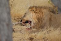Beute ergattert &ndash; &copy; Susanne Schirmann (Eberhardt TRAVEL)