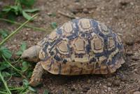 Leopardenrschildkröte &ndash; &copy; Susanne Schirmann (Eberhardt TRAVEL)