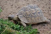 Schildkröte &ndash; &copy; Susanne Schirmann (Eberhardt TRAVEL)