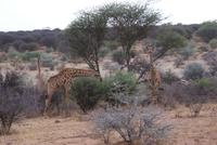 Giraffen  &ndash; &copy; Susanne Schirmann (Eberhardt TRAVEL)