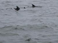 Die Delphine sind da &ndash; &copy; Annette Zocher (Eberhardt TRAVEL)