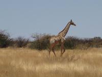 Giraffe &ndash; &copy; Annette Zocher (Eberhardt TRAVEL)