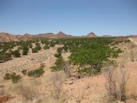 Unterwegs in Richtung Twyfelfontein &ndash; &copy; Annette Zocher (Eberhardt TRAVEL)
