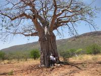 Riesen-Baobam-Baum &ndash; &copy; Annette Zocher (Eberhardt TRAVEL)