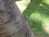 Gecko &ndash; &copy; Annette Zocher (Eberhardt TRAVEL)