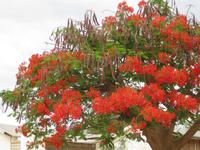 Korallenbaum in Opuwo &ndash; &copy; Annette Zocher (Eberhardt TRAVEL)