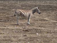 Steppenzebra &ndash; &copy; Annette Zocher (Eberhardt TRAVEL)