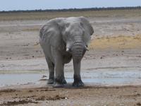 Elefant am Wasserloch &ndash; &copy; Annette Zocher (Eberhardt TRAVEL)