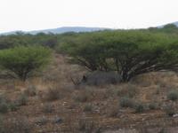 Nashorn &ndash; &copy; Annette Zocher (Eberhardt TRAVEL)