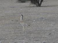 Riesentrappe &ndash; &copy; Annette Zocher (Eberhardt TRAVEL)