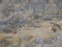 HyÃ€nen im Etosha Nationalpark &ndash; &copy; Annette Zocher (Eberhardt TRAVEL)