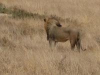 Ein Löwe &ndash; &copy; Annette Zocher (Eberhardt TRAVEL)