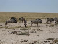 Streifengnus &ndash; &copy; Annette Zocher (Eberhardt TRAVEL)