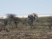 Elefanten ganz nah &ndash; &copy; Annette Zocher (Eberhardt TRAVEL)
