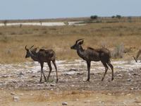 Kudus &ndash; &copy; Annette Zocher (Eberhardt TRAVEL)