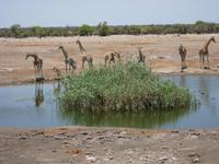 Giraffen am Wasserloch &ndash; &copy; Annette Zocher (Eberhardt TRAVEL)