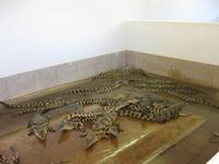 Hier werden Krokodile gezÜchtet &ndash; &copy; Annette Zocher (Eberhardt TRAVEL)