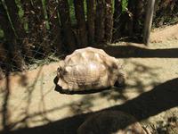 Schildkröte &ndash; &copy; Annette Zocher (Eberhardt TRAVEL)