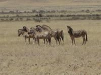 Die ersten Steppenzebras &ndash; &copy; Annette Zocher (Eberhardt TRAVEL)