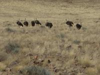 Strausse &ndash; &copy; Annette Zocher (Eberhardt TRAVEL)