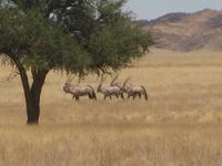 Oryxantilopen &ndash; &copy; Annette Zocher (Eberhardt TRAVEL)