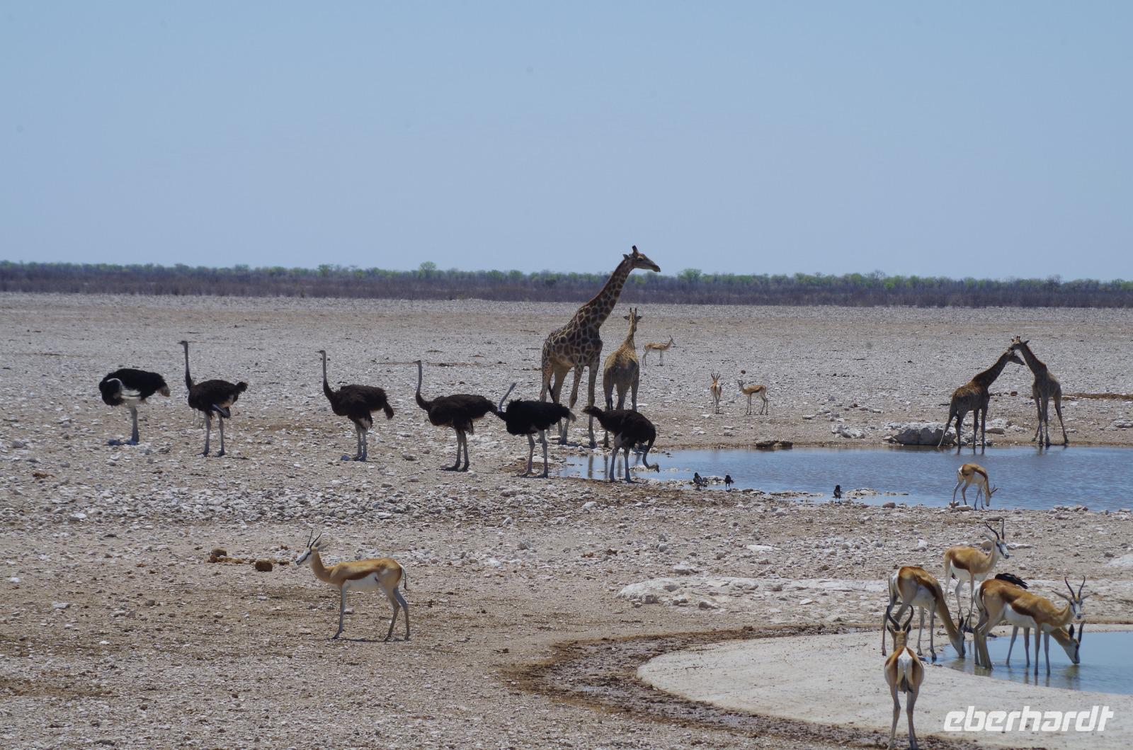Namibia - Etosha Nationalpark &ndash; &copy; Annett Müller (Eberhardt TRAVEL)