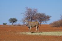 Namibia - Eland-Antilopen &ndash; &copy; Annett Müller (Eberhardt TRAVEL)