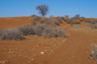 Namibia - Nature Drive in der Kalahari &ndash; &copy; Annett Müller (Eberhardt TRAVEL)