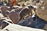 Namibia - Klippschliefer &ndash; &copy; Annett Müller (Eberhardt TRAVEL)