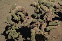 Namibias Flora &ndash; &copy; Annett Müller (Eberhardt TRAVEL)