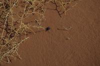 Namibia - Nebeltrinker-Käfer &ndash; &copy; Annett Müller (Eberhardt TRAVEL)