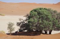 Namibia - Wüstenidylle &ndash; &copy; Annett Müller (Eberhardt TRAVEL)