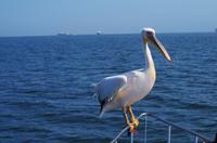 Namibia - Walvis Bay - Pelikan an Bord &ndash; &copy; Annett Müller (Eberhardt TRAVEL)