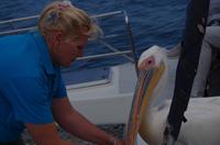 Namibia - Walvis Bay - Pelikanmami Carol-Ann &ndash; &copy; Annett Müller (Eberhardt TRAVEL)