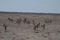 Namibia - Etosha Nationalpark &ndash; &copy; Annett Müller (Eberhardt TRAVEL)