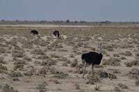 Namibia - Etosha Nationalpark &ndash; &copy; Annett Müller (Eberhardt TRAVEL)
