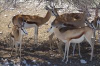 Namibia - Etosha Nationalpark - Springböcke &ndash; &copy; Annett Müller (Eberhardt TRAVEL)