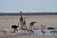Namibia - Etosha Nationalpark &ndash; &copy; Annett Müller (Eberhardt TRAVEL)