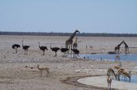 Namibia - Etosha Nationalpark &ndash; &copy; Annett Müller (Eberhardt TRAVEL)