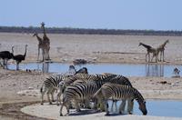 Namibia - Etosha Nationalpark &ndash; &copy; Annett Müller (Eberhardt TRAVEL)