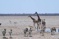 Namibia - Etosha Nationalpark &ndash; &copy; Annett Müller (Eberhardt TRAVEL)