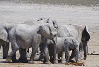 Namibia - Etosha Nationalpark &ndash; &copy; Annett Müller (Eberhardt TRAVEL)