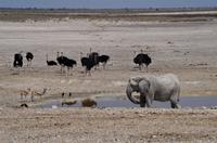 Namibia - Etosha Nationalpark &ndash; &copy; Annett Müller (Eberhardt TRAVEL)