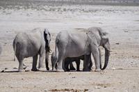 Namibia - Etosha Nationalpark &ndash; &copy; Annett Müller (Eberhardt TRAVEL)
