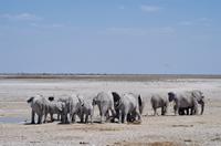 Namibia - Etosha Nationalpark &ndash; &copy; Annett Müller (Eberhardt TRAVEL)
