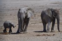 Namibia - Etosha Nationalpark &ndash; &copy; Annett Müller (Eberhardt TRAVEL)